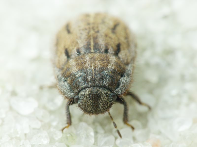 Odontoscelis (Odontoscelis) lineola Rambur, 1839